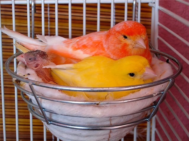 Содержание канареек и уход за ними в Куртамыше