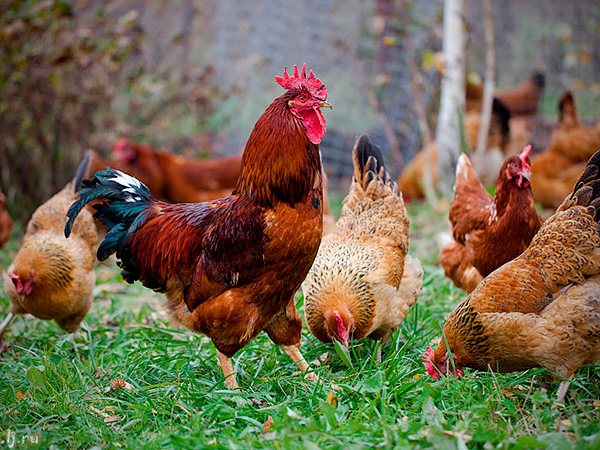 Породы куриц | ЗооТом - продажа, вязка и услуги для животных в Куртамыше
