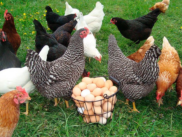 Содержание кур и уход за ними | ЗооТом - продажа, вязка и услуги для животных в Куртамыше