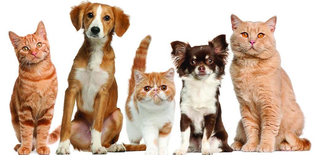 Доска объявлений о животных | ЗооТом - продажа, вязка и услуги для животных в Куртамыше