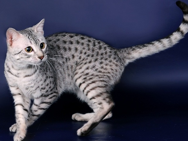 Породы кошек в Куртамыше | ЗооТом портал о животных