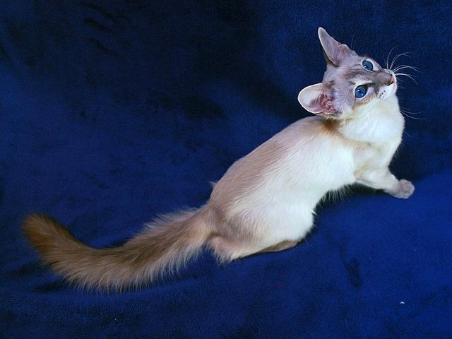 Выведенные породы кошек в Куртамыше | ЗооТом портал о животных