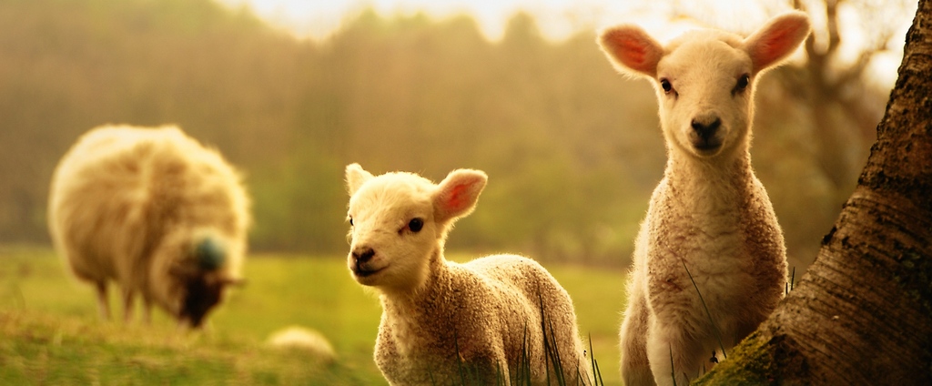 Объявления о сельскохозяйственных животных | ЗооТом - продажа, вязка и услуги для животных в Куртамыше