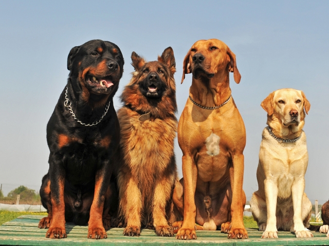 Крупные породы собак в Куртамыше | ЗооТом портал о животных