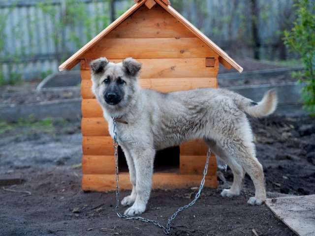 Все о собаках в Куртамыше Все о собаках в Куртамыше